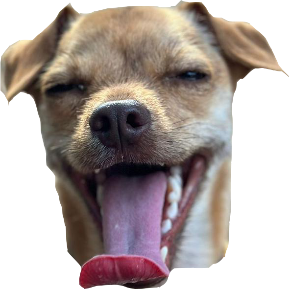 Cara de Ron, el perro.